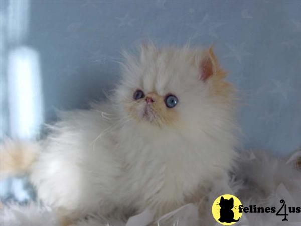 crazy4cats Picture 2